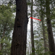 Bigfoot photo by SuspendedMusky